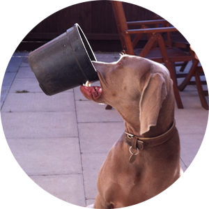 Meet the moto-mate team: Otto (Security Guard and Warehouse Manager)